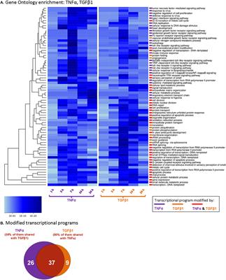 Co-Inflammatory Roles of TGFβ1 in the Presence of TNFα Drive a Pro-inflammatory Fate in Mesenchymal Stem Cells